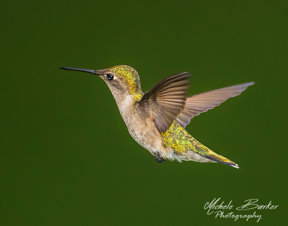 Ruby-throated hummingbird female