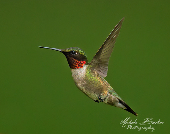 Ruby-throated Hummingbird Male
