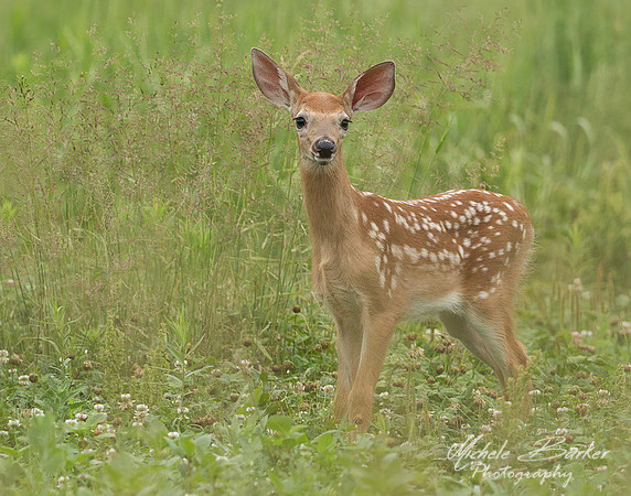 White Tail Deer Fawn