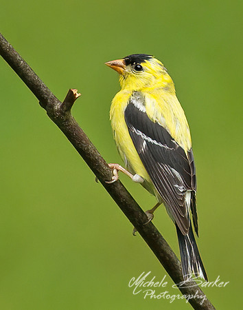 Gold Finch