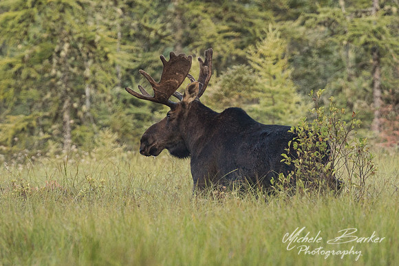 Bull Moose