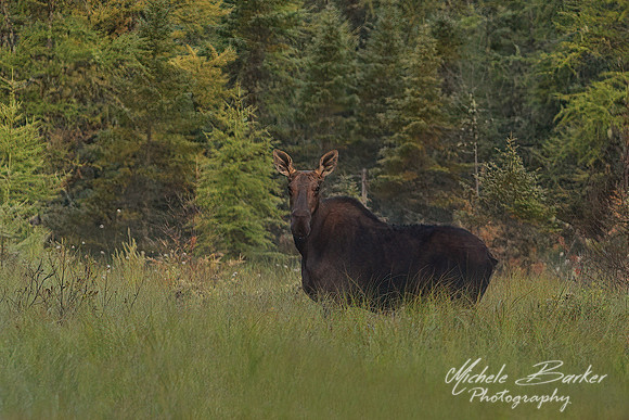Cow Moose