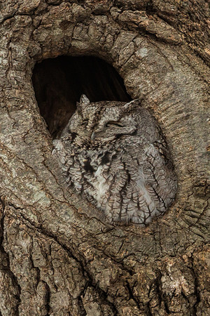 Eastern Grey Screech Owl