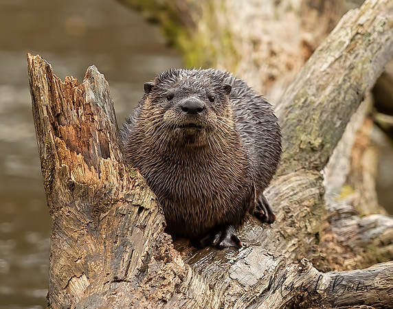 North American River Otter