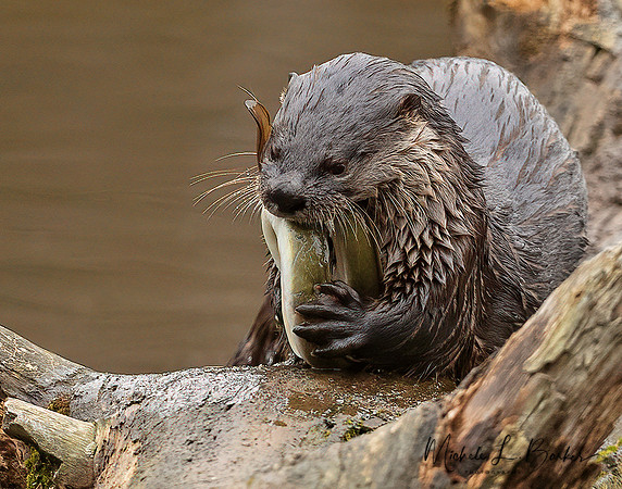 North American River Otter