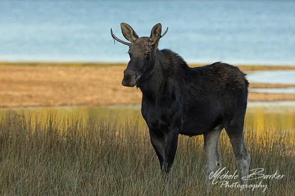 Bull Moose