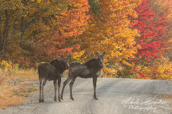 Two Bull Moose