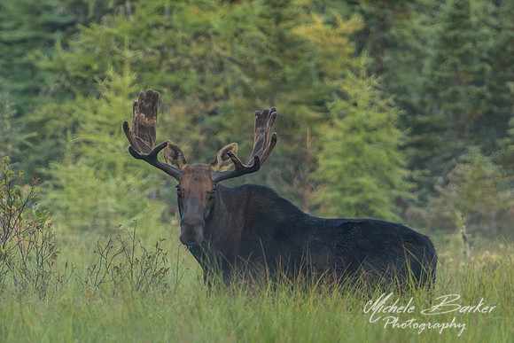 Bull Moose