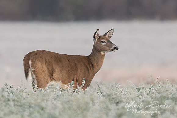 White Tail Deer out on a Frosty Morning
