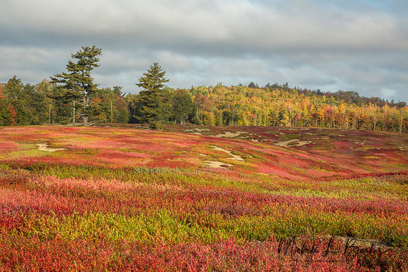 Blueberry Field