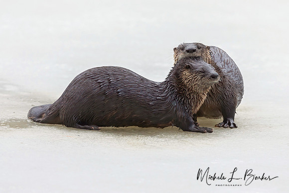 North American River Otters