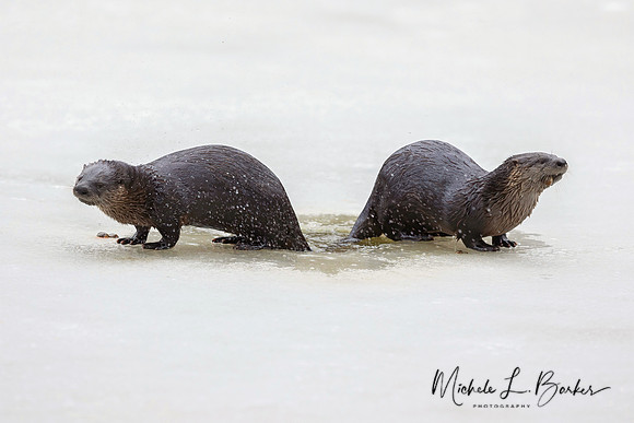 North American River Otters