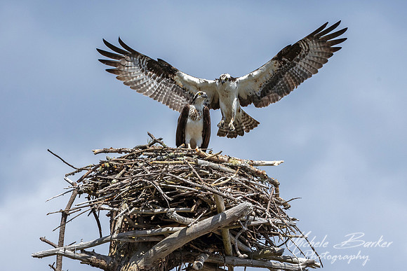 Ospreys in Nest