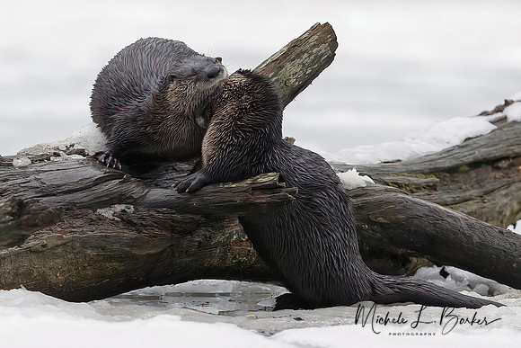 North American River Otters