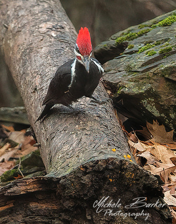 Male Pileated Woodpecker