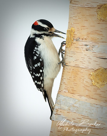 Hairy Woodpecker