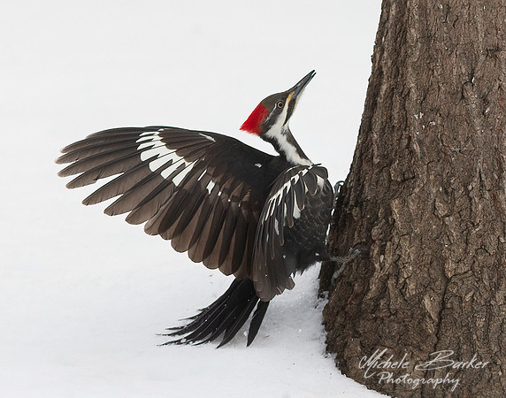 Female Pileated Woodpecker