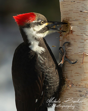 Female Pileated Woodpecker
