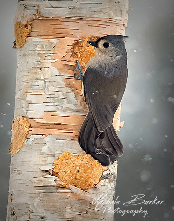 Tuft Titmouse
