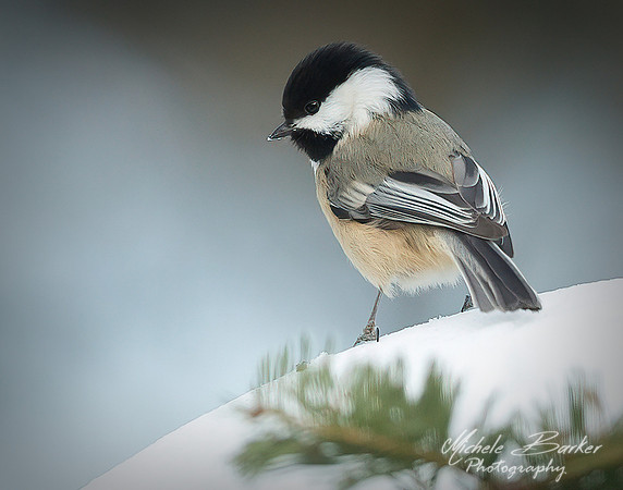 Black-capped Chickadee