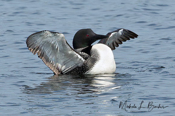 Loon