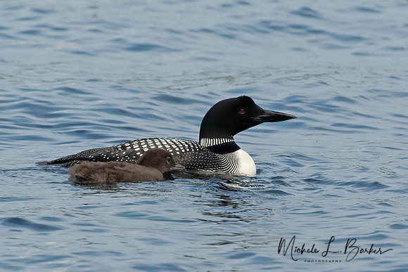 Adult Loon and Chick