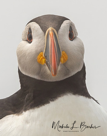 Puffin
