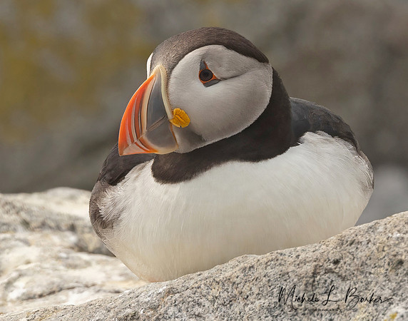 Puffin