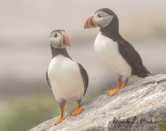 Puffins