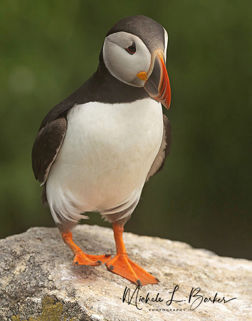 Puffin