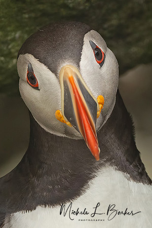 Puffin