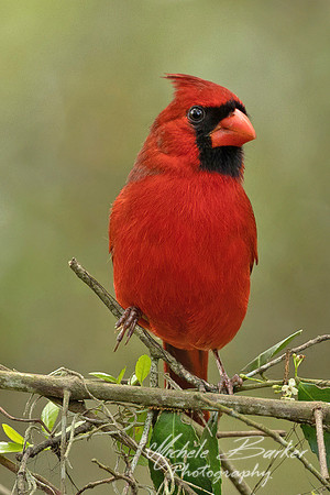 Male Cardinal