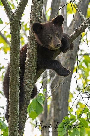 Black Bear Cub