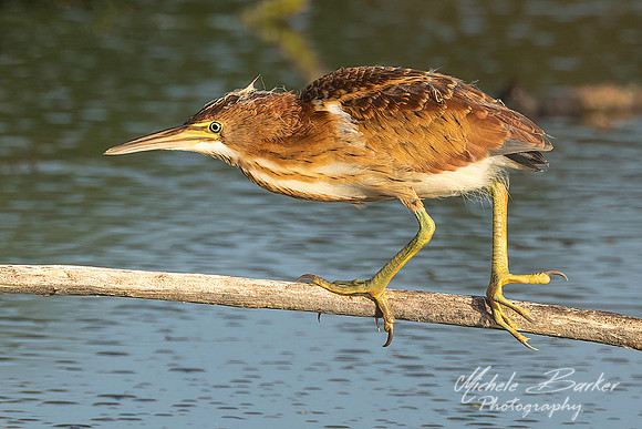 Least Bittern - Juvenile