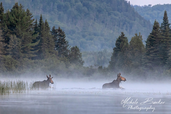 Cow Moose with Young Bull Moose