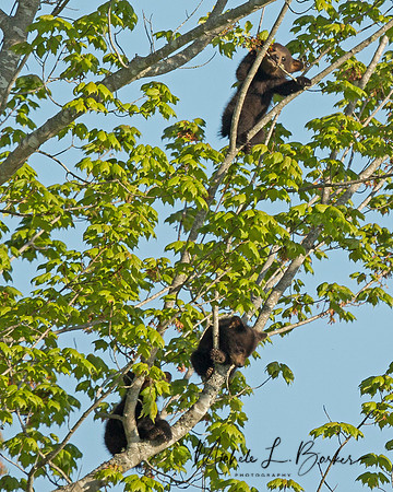 Black Bear Cub Triplets in Tree