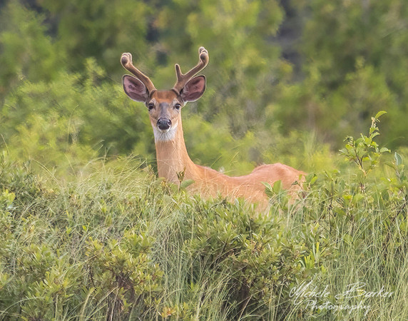 White Tail Deer Buck