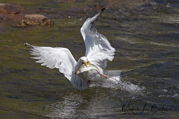 Herring Gull with Alewive Fish