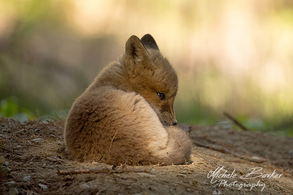 Fox Kit