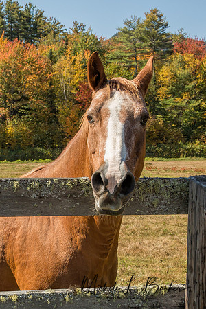 Horse