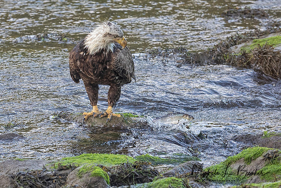 Bald Eagle watching fish