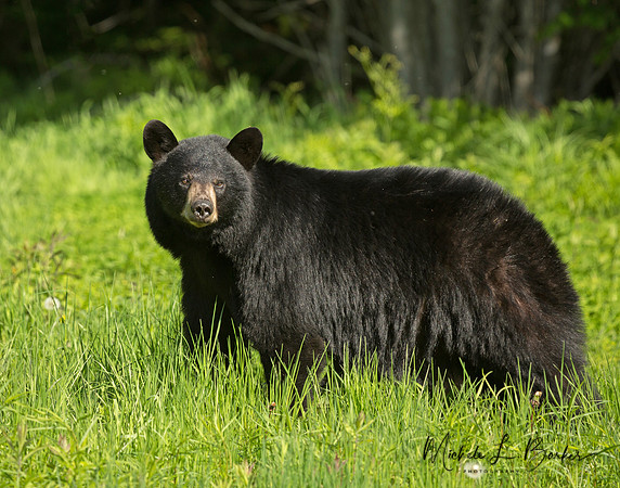 Black Bear