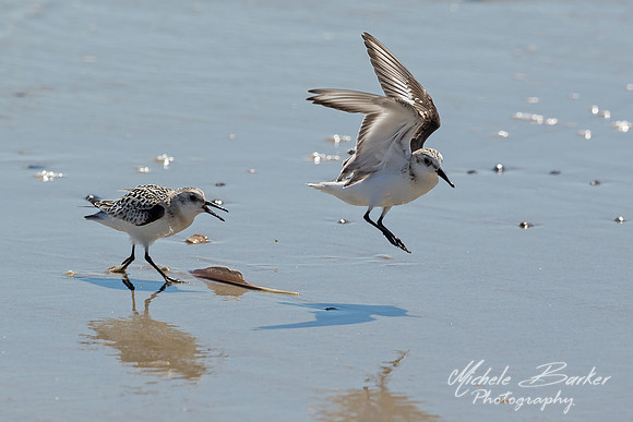 Sandpipers
