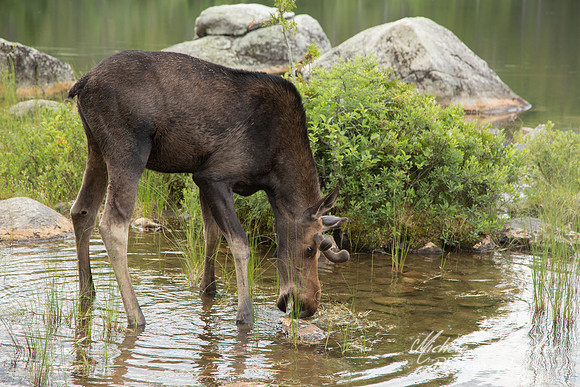 Young Bull Moose