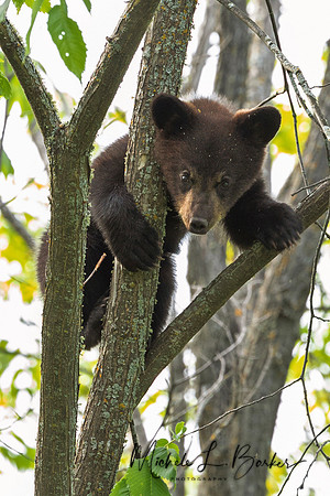 Black Bear Cub
