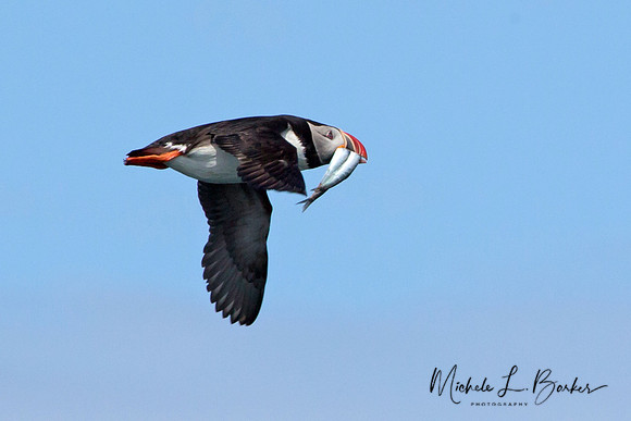 Puffin in flight with fish
