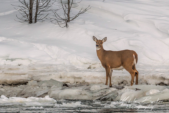 White Tail Deer