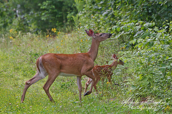 White Tail Deer with Fawn