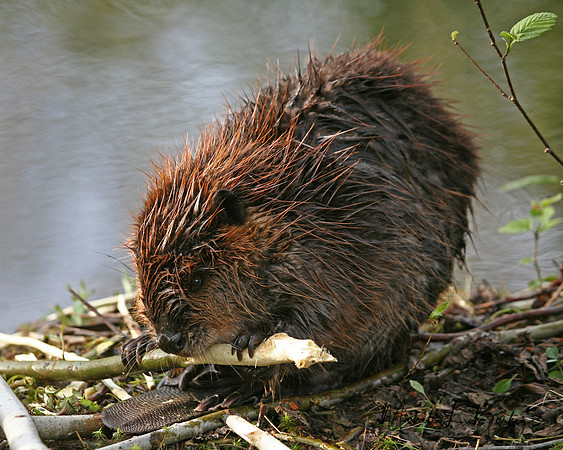 Beaver