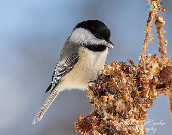 Black-capped Chickadee